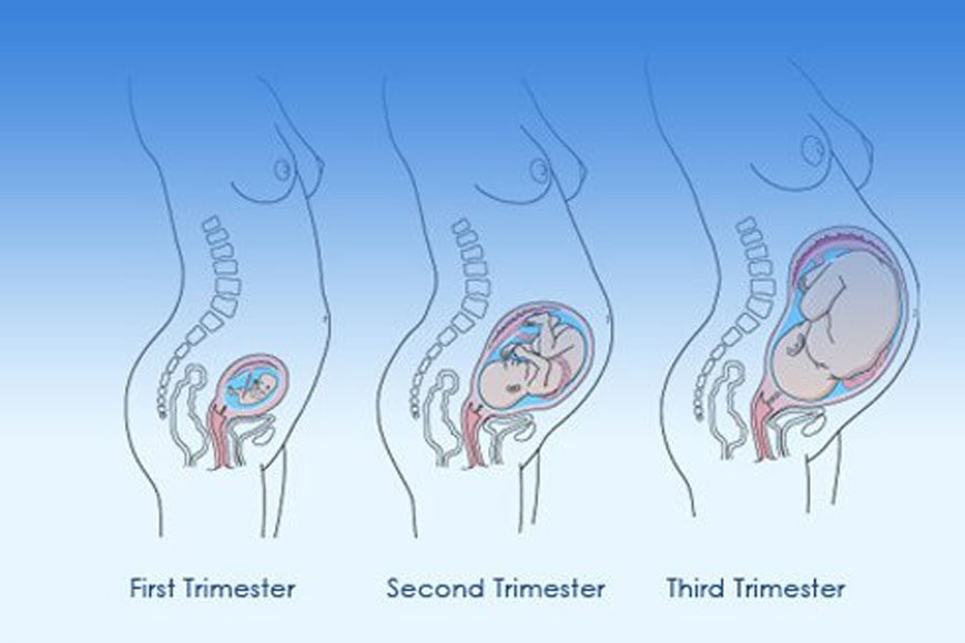 Pregnancy Trimesters